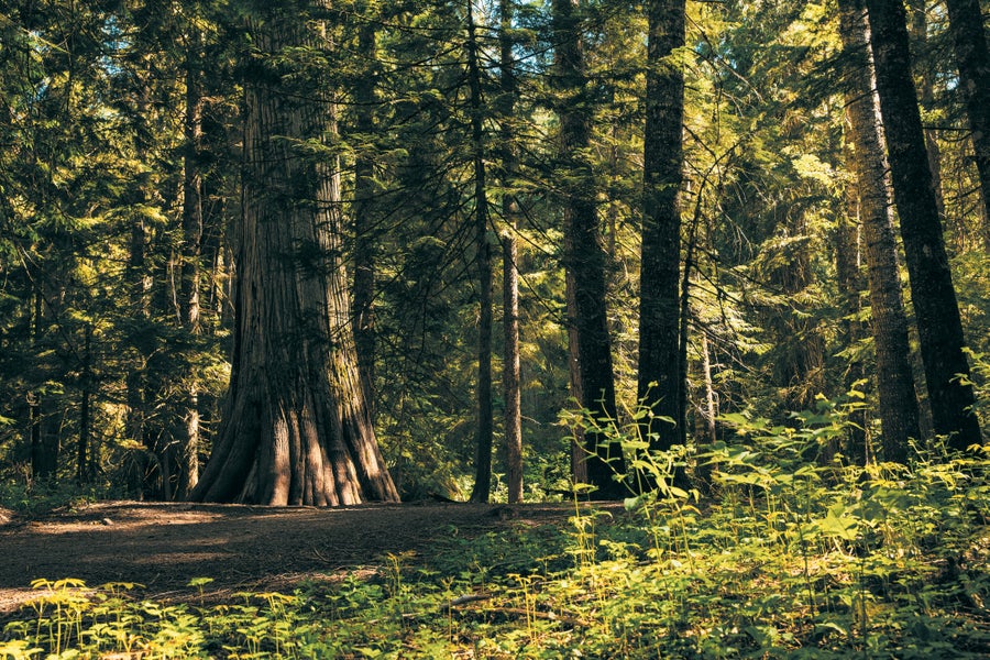 Trees in a forest