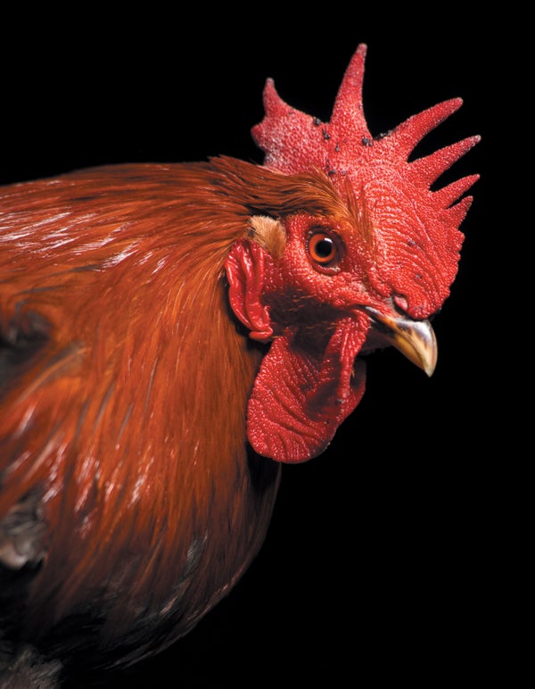 Image of a chicken