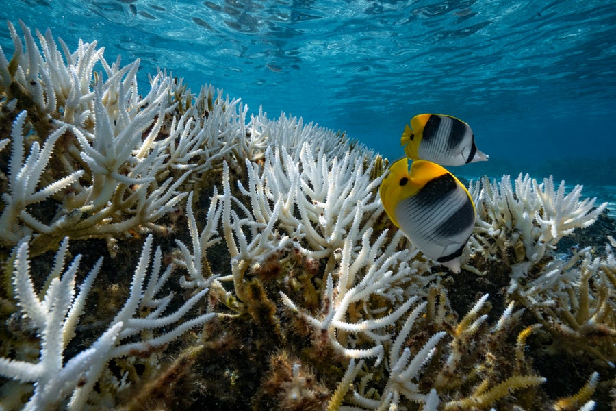 Fish swim along bleached coral reef