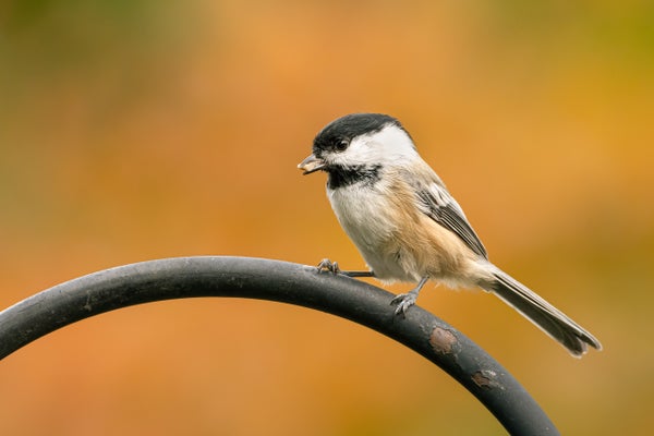 A black-capped chickadee with a nut in its beak sitting on a rail against a yellow blurred background.